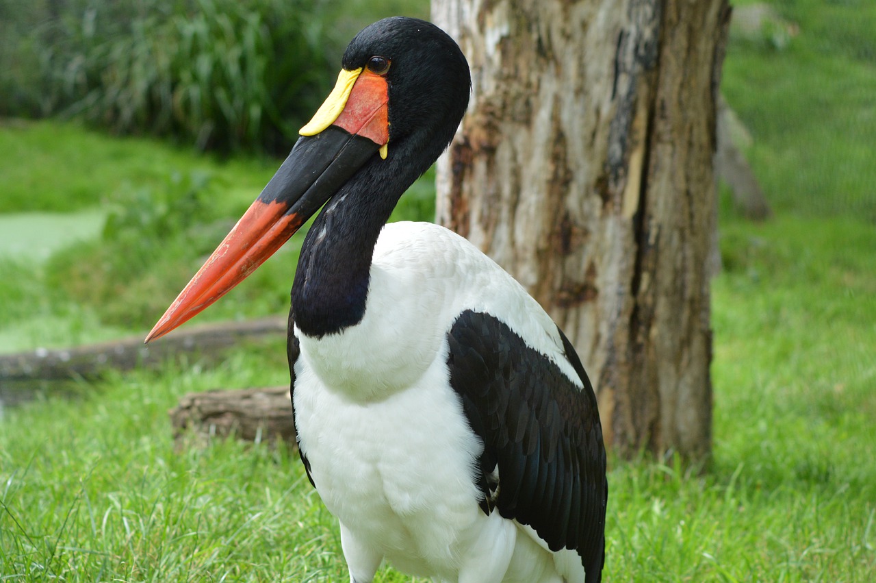 Le jabiru d'Afrique, élégance ...et distanciation sociale