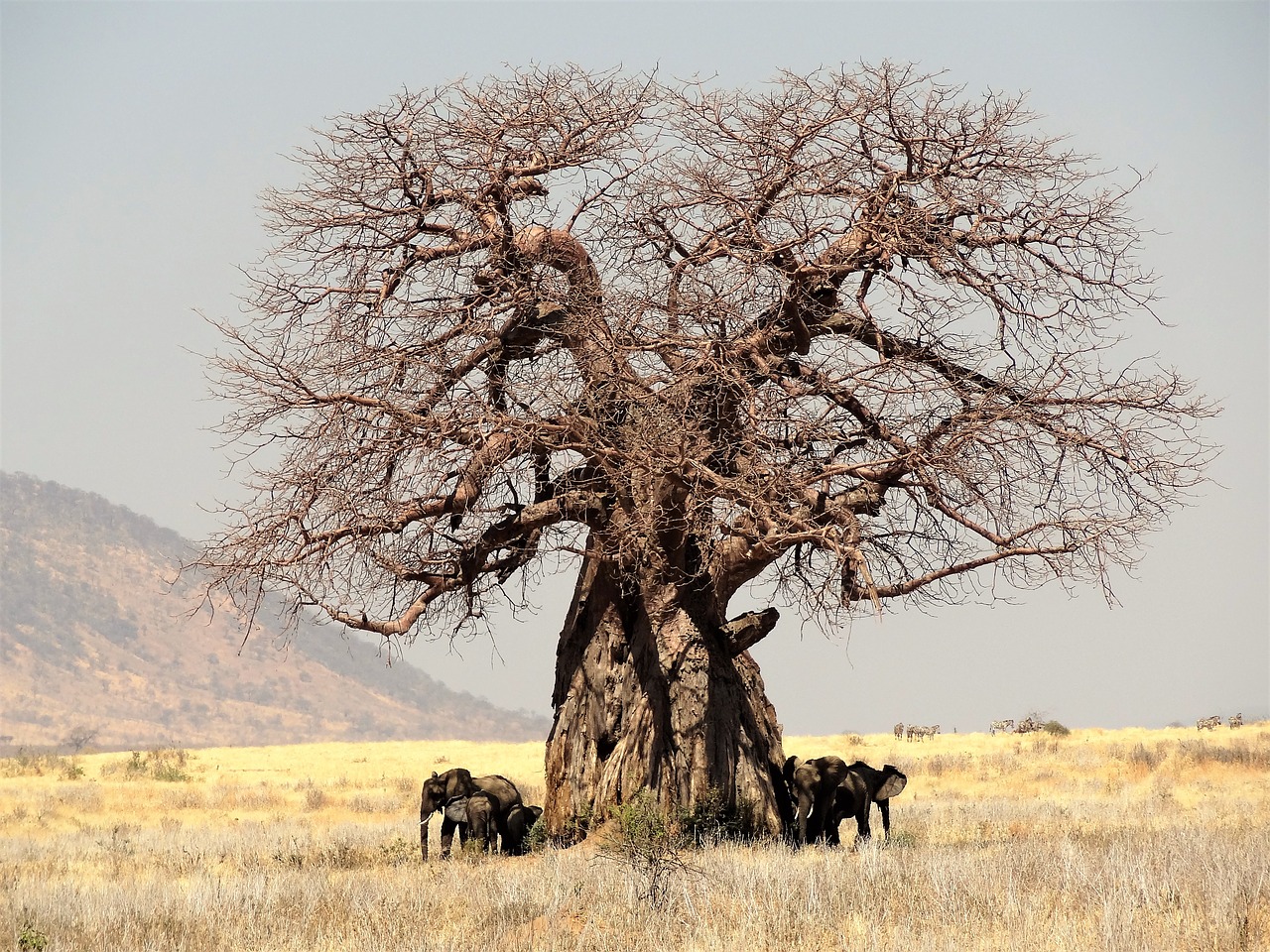 Baobab et résilience