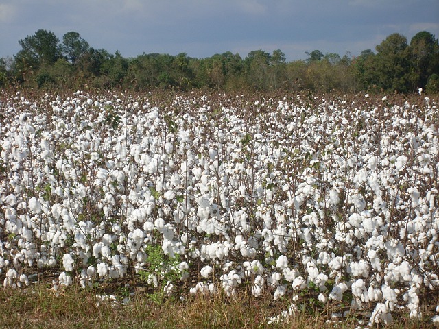 L’or blanc du Bénin, le coton.