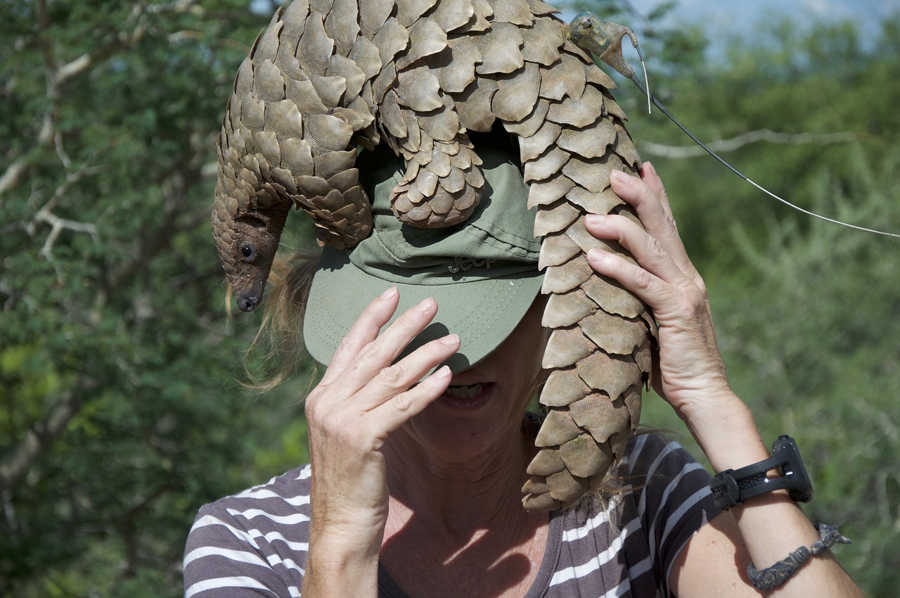 Le pangolin