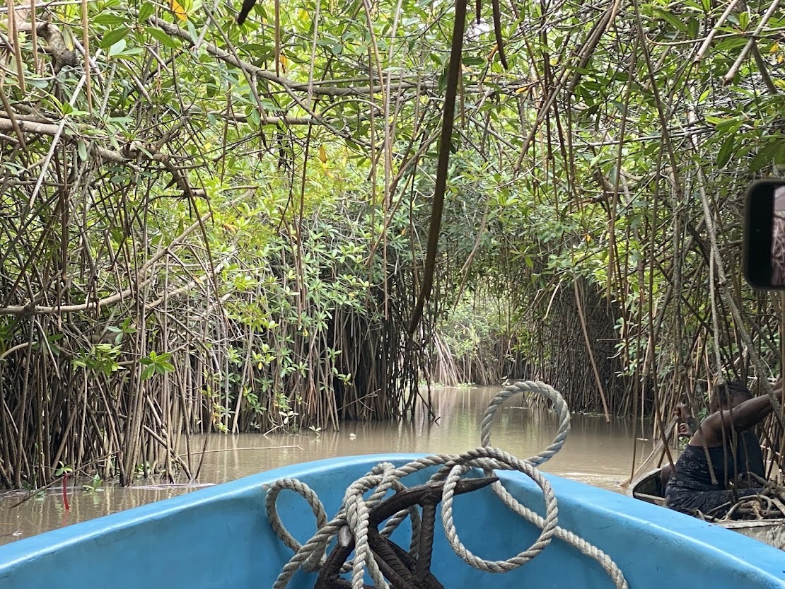 Mangrove